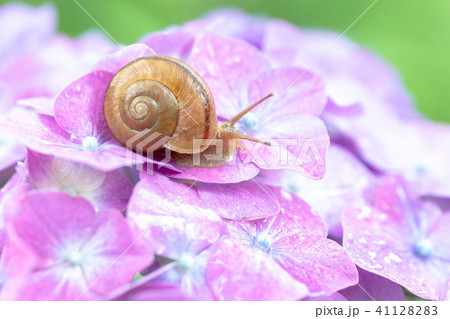 アジサイとカタツムリ アジサイとカタツムリ 41128283