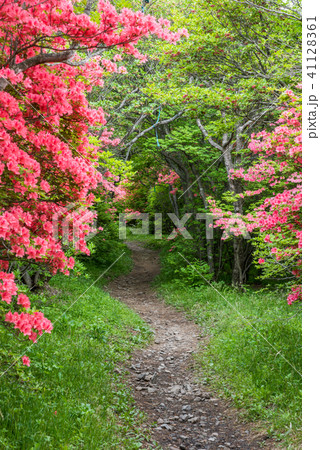 八幡ツツジ群落 41128361