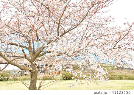 阿賀野川公園の桜（新潟市） 41128556