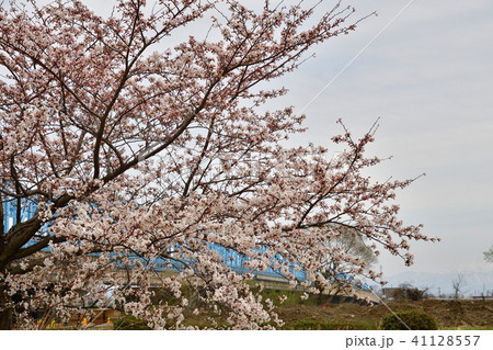 阿賀野川公園の桜（新潟市） 41128557