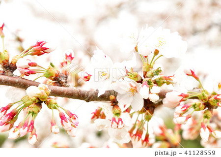 阿賀野川公園の桜（新潟市） 41128559