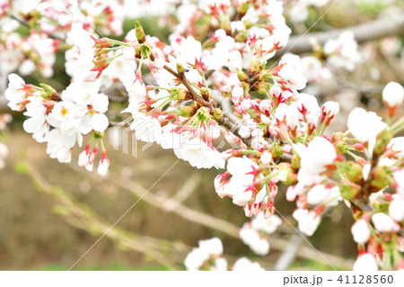 阿賀野川公園の桜（新潟市） 41128560