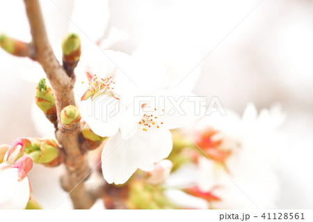 阿賀野川公園の桜（新潟市） 41128561