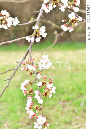阿賀野川公園の桜（新潟市） 41128562
