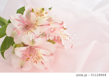 ピンクのアルストロメリアの花 ピンクのアルストロメリアの花 41128668