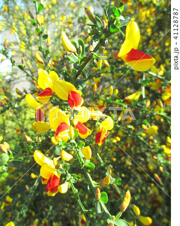 春の花 頬紅エニシダ ソフトフォーカス の写真素材