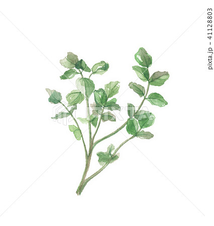 クレソン オランダガラシのイラスト素材 4113 クレソン オランダガラシのイラスト素材 4113