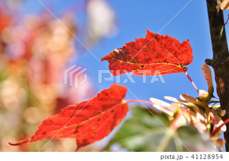 赤い葉 モミジの葉 赤葉 41128954
