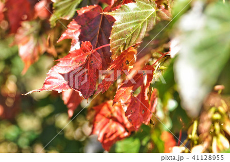 赤い葉 モミジの葉 赤葉 41128955