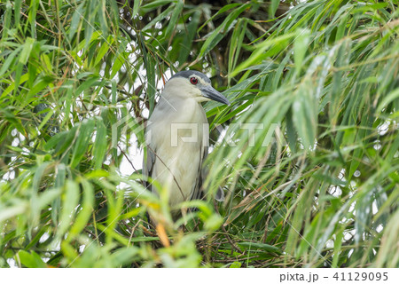Black-crowned night heron ( Nycticorax nycticorax) Black-crowned night heron ( Nycticorax nycticorax) 41129095