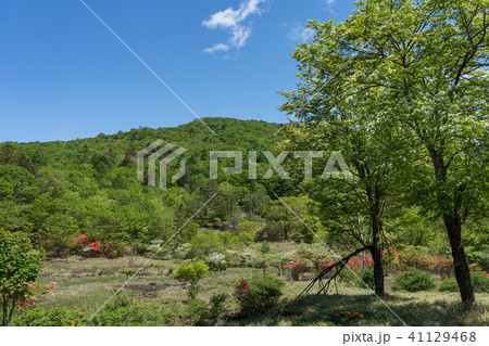 栃木県鹿沼市 古峰ヶ原高原(5月) 栃木県鹿沼市 古峰ヶ原高原(5月) 41129468