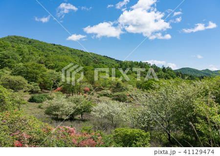 栃木県鹿沼市 古峰ヶ原高原(5月) 栃木県鹿沼市 古峰ヶ原高原(5月) 41129474