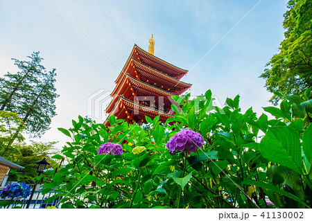 高幡不動尊 五重塔と紫陽花 高幡不動尊 五重塔と紫陽花 41130002