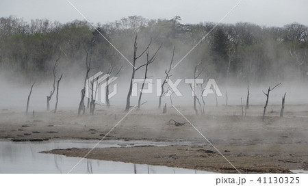 北海道・野付半島 立ち枯れた木々 北海道・野付半島 立ち枯れた木々 41130325
