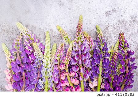 Bright background with colorful lupines Bright background with colorful lupines 41130582