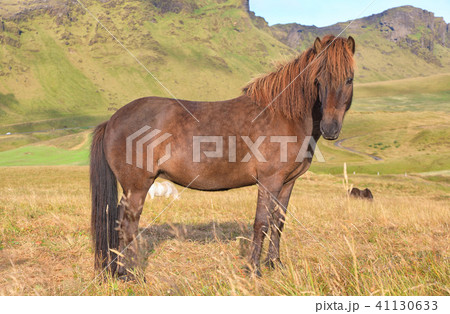Thoroughbred Icelandic horse grazing in the field Thoroughbred Icelandic horse grazing in the field 41130633
