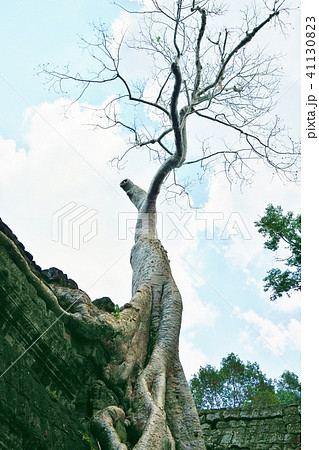 カンボジア王国の観光地、アンコール遺跡群の一つ、「タ・プローム」 カンボジア王国の観光地、アンコール遺跡群の一つ、「タ・プローム」 41130823