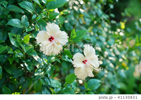 南国らしい花、ハイビスカスの花(Hibiscus) 南国らしい花、ハイビスカスの花(Hibiscus) 41130831