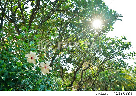 Flower, Garden, Tree, Sun, Hisbiscus 41130833