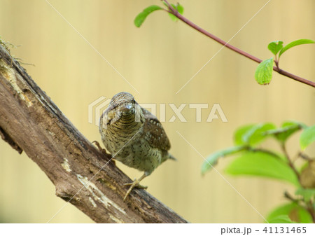 Wryneck (Jynx torquilla) on the branch Wryneck (Jynx torquilla) on the branch 41131465