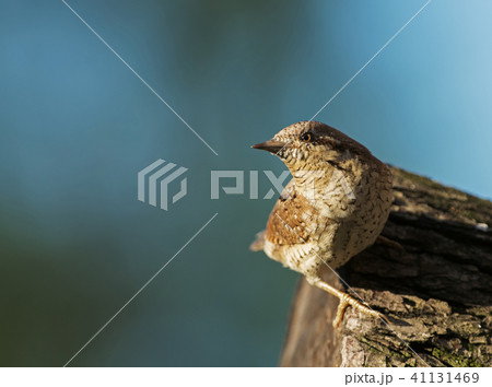 Wryneck (Jynx torquilla) on a tree trunk Wryneck (Jynx torquilla) on a tree trunk 41131469