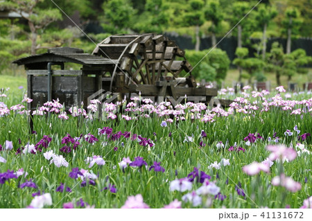 6月花しょうぶ 41131672