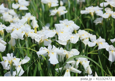 ハナショウブの花 ハナショウブの花 41132471