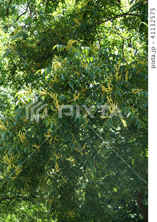 ノグルミの花 ノグルミの花 41132575