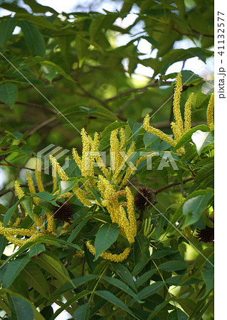 ノグルミの花　 41132577