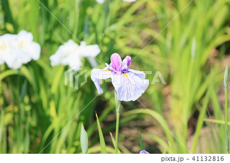 ハナショウブの花 41132816