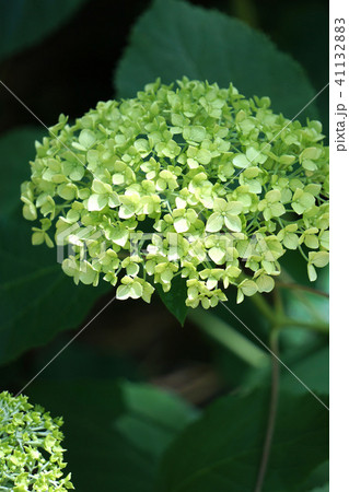 あじさいの花・アナベル 41132883