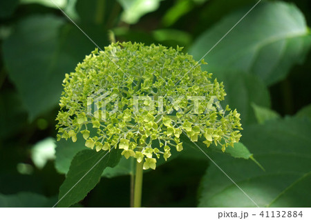 あじさいの花・アナベル 41132884