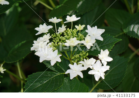 あじさいの花 隅田の花火 の写真素材