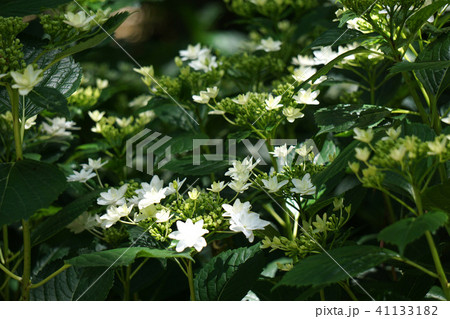 あじさいの花・隅田の花火 あじさいの花・隅田の花火 41133182