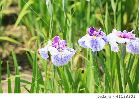 ハナショウブの花 41133303