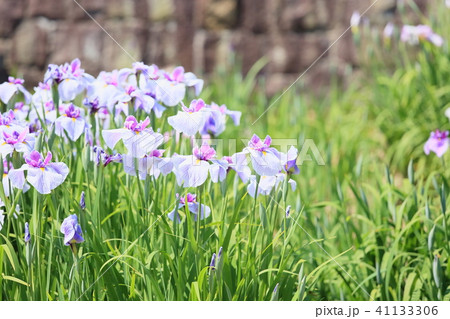 ハナショウブの花 ハナショウブの花 41133306