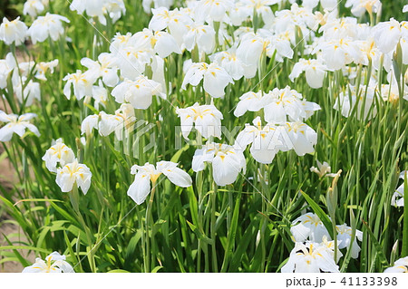 ハナショウブの花 ハナショウブの花 41133398