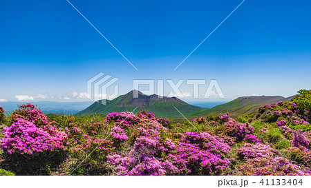 満開のミヤマキリシマと新緑 霧島の山の写真素材