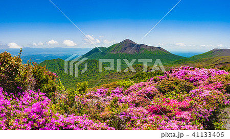 満開のミヤマキリシマと新緑 霧島の山の写真素材