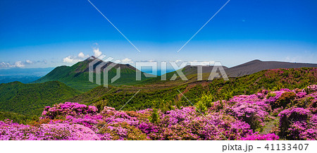 満開のミヤマキリシマと新緑 霧島の山の写真素材