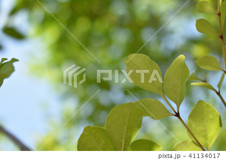 新緑   木漏れ日 青空   玉ボケ  きれい   41134017