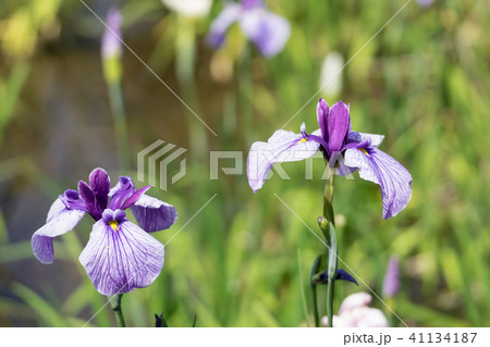 花菖蒲 花菖蒲 41134187