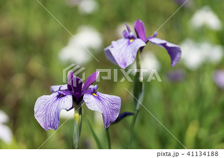 花菖蒲 花菖蒲 41134188
