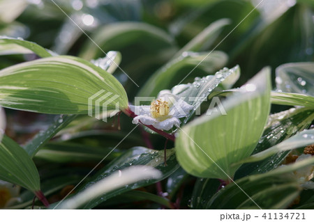 ナルコユリと姫シャラ 41134721