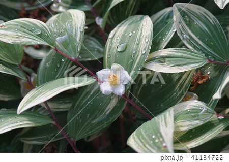 ナルコユリと姫シャラの花の写真素材