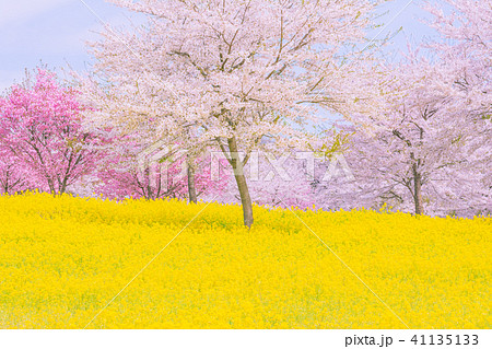 日本の春の風景の写真素材