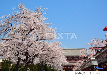 浅草の浅草寺宝蔵門と満開の桜 41136206
