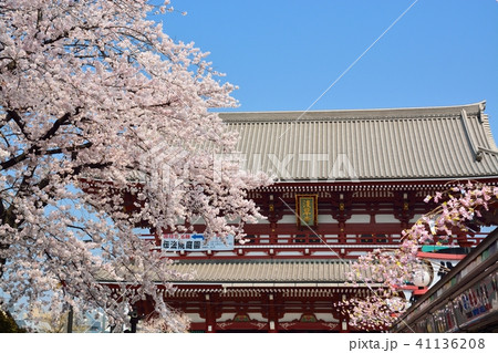 浅草の浅草寺宝蔵門と満開の桜 41136208