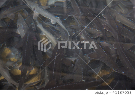 School of sturgeon in water School of sturgeon in water 41137053