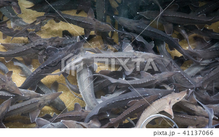 Sturgeon swimming underwater 41137066